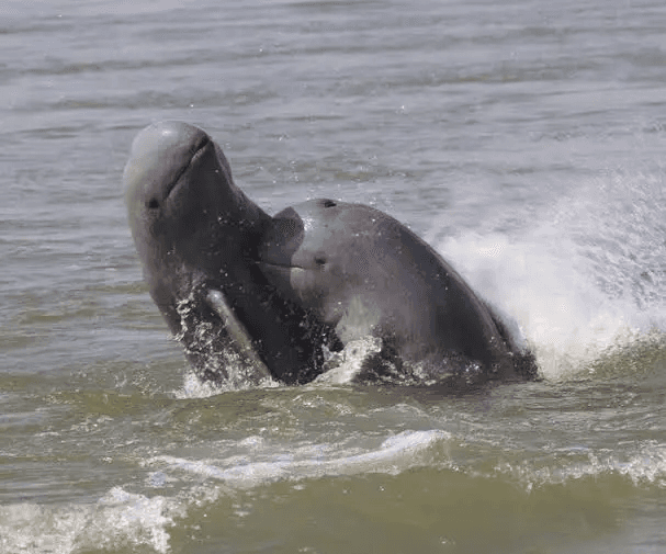 An In-Depth Exploration of the Mahakam Irrawaddy Dolphin