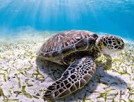 Could it be true? Sea turtles are now on the brink of extinction?!